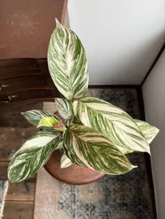 KURO様 アグラオネマ ピンクメロン 観葉植物 - メルカリ
