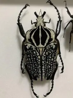 属内最大種】クビワオオツノハナムグリ カナブン ゴライアスオオツノ