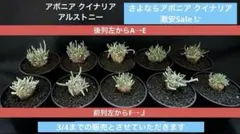2026年最新】アボニア クイナリアの人気アイテム - メルカリ
