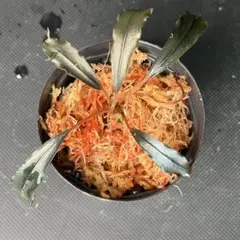 しーん sp. Brownie Ghost2011-2012 2025年最新】ブセファランドラ sp. brownie ghost 2011 nakamotoの人気