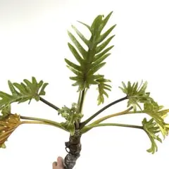 パキラ 二股 根上がり レア 盆栽 - メルカリ