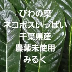 びわの葉千葉県産農薬未使用ネコポスいっぱいのサムネイル