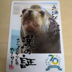 鳥羽水族館 コレクションカード カリフォルニア アシカ カーリー