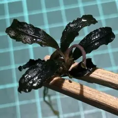 Bucephalandra ブセファランドラ 水上株 アクアリウム 水草のサムネイル