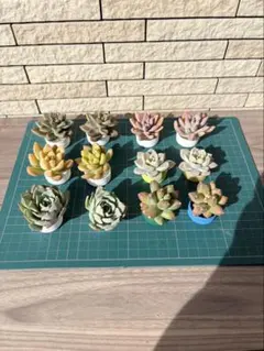 2026年最新】多肉 苗 セットの人気アイテム - メルカリ