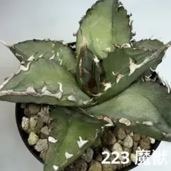 2025年最新】アガベ チタノタ 種の人気アイテム - メルカリ