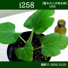 Angelito イチジク いちじく 穂木 苗 Angelito イチジク いちじく 穂木 苗