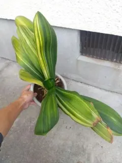 君子蘭　斑入り　6号鉢つき　大株❗ 君子蘭 斑入り 6号鉢つき 大株❗