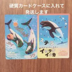 鳥羽水族館コレクションカード レア イロワケイルカ 含む 計3枚