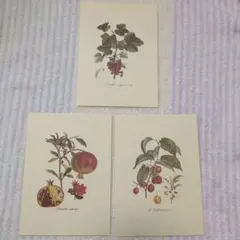 秋冬︎ボタニカルアート︎押花蔓葡萄画アンティーク調木製　押花仕立て　重量額