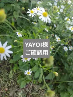 YAYOI様　ご確認用