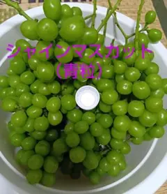 【農家厳選】福岡県産 シャインマスカット（青粒） 約1kg⑧のサムネイル