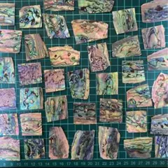 アワビ貝 ニュージーランド産　10枚セット　螺鈿細工　ハンドメイドハンドクラフト