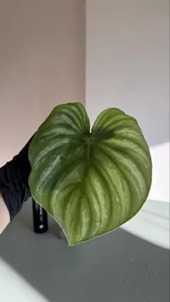 2025年最新】プロウマニーの人気アイテム - メルカリ