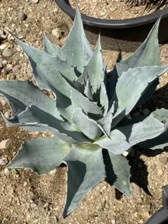 Agave ovatifolia 'Moby' アガベ オバティフォリア TC - メルカリ