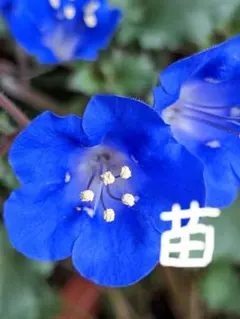 はなちゃん様 リクエスト 2点 まとめ商品