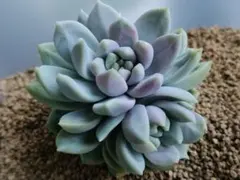 くー(猫のソックス)様 リクエスト 2点 まとめ商品