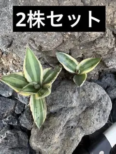 アガベ 五色万代 2株セット ドライガーデンのサムネイル