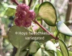 P*N様 ホヤ　ヘウスケリアナ　斑入り "Hoya heuschkeliana“のサムネイル