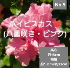 No.3【沖縄から♪】ハイビスカス(ピンクアイス)♥️蕾つき♪高さ約23cm