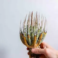 9 ユタエンシス エボリスピナ 現地株 ベアルート 陽炎 アガベ - メルカリ