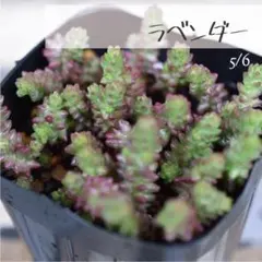 SENAmama様 リクエスト 2点 まとめ商品