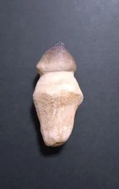 【特大美麗】恐竜の化石 モロッコ産モササウルスの歯 激レア美麗】恐竜の化石 モロッコ産モササウルスの歯 2025年最新