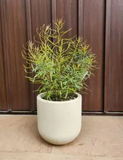大きめ　パールアカシア　テラコッタ鉢植え　苗　苗木　ミモザ 再販♡ パールアカシア アンティーク風テラコッタ鉢植え ミモザ