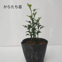 からたち（枳殻）の苗木　農薬不使用　実生苗800本セット からたち（枳殻）の苗木9本セット農薬不使用 実生苗 - メルカリ