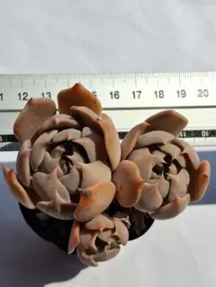 サリーちゃん様 リクエスト 2点 まとめ商品