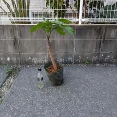 1万値下げ中！　キーツマンゴー苗　接木苗 1万値下げ中！ キーツマンゴー苗 接木苗