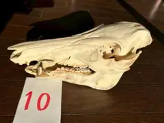 2026年最新】イノシシ頭蓋骨の人気アイテム - メルカリ