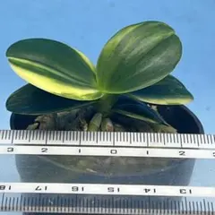 名護蘭 ナゴラン 特大サイズ 花芽付き - メルカリ