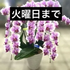 レア♡胡蝶蘭♡マザーチーク♡3.5号♡メルカリ便 - メルカリ