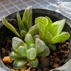 2025年最新】シンビフォルミスの人気アイテム - メルカリ