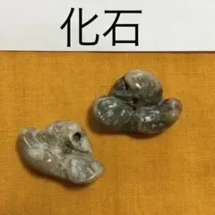 2026年最新】イルカの耳骨の化石の人気アイテム - メルカリ