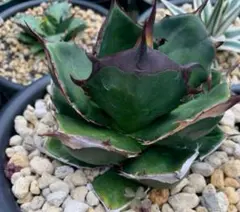 【MW】国産優良血統　緑犀牛　巌竜　チタノタ　agave オテロイ アガベ　② MW】国産優良血統 緑犀牛 巌竜 チタノタ agave オテロイ アガベ