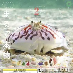 2026年最新】ダンゴウオ マグネットの人気アイテム - メルカリ