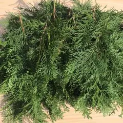 Item thumbnail for item 33a6b12d-0066-43a2-a157-ed50f9c6686d