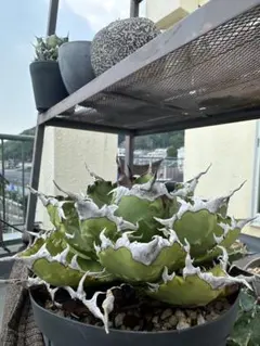 cactus greenスーパーチタノタ 大株 子株andメタルタグ付 鉢ごと