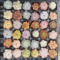 17韓国苗 雑交新種 多肉植物寄せ植えセットカット苗詰め合わせ 30苗