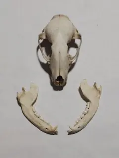 アライグマ(Procyon lotor)　頭骨