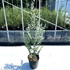 【厳選】大型　ユーカリ　ムーンラグーン　8号　陶器鉢　植え込み発送 厳選】 大型 ユーカリ ムーンラグーン 8号 陶器鉢 植え込み発送 - メルカリ