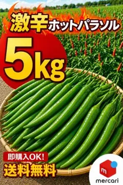 特別栽培】沖縄県産良品 激辛青唐辛子ホットパラソル5kg⭐️12時間以内