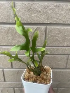 その他観葉植物 Lecanopteris KP9 2025年最新】レカノプテリスの人気アイテム - メルカリ