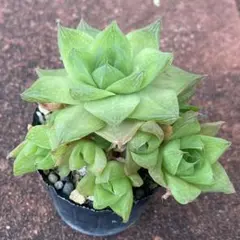 多肉植物　ハオルチア　京の華　②のサムネイル