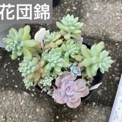 ぼのぼのさん《 すず風 》札なし 抜き苗 - メルカリ