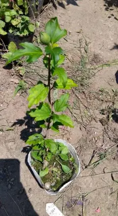 ムクゲ 苗木のサムネイル