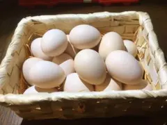 烏骨鶏　平飼いたまご　36個のサムネイル