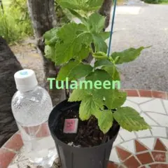 s*o様 ラズベリー　トゥラミーン(Tulameen) サッカー株 s*o様 ラズベリー トゥラミーン(Tulameen) サッカー株 - メルカリ